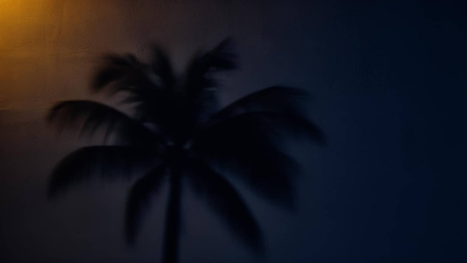 Palm shadow brand mood for John King Grill